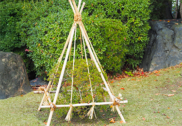 雪による庭木の折れや損傷を防ぎたい方のイメージ